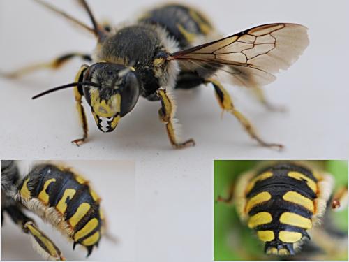 Anthidium manicatum