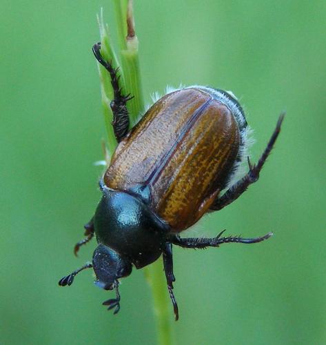 Anisoplia remota