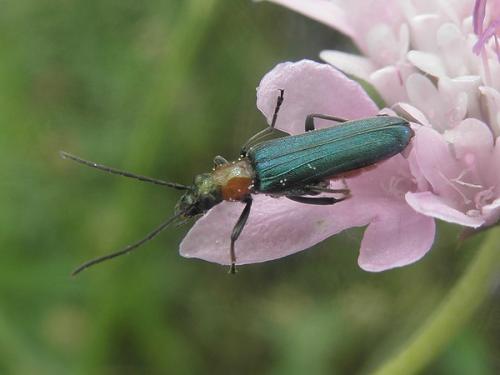 Réf. 87 195 : Anogcodes seladonius