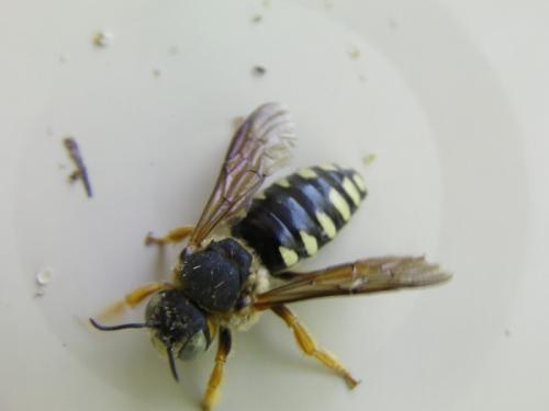 Réf. 87 799 : Icteranthidium laterale
