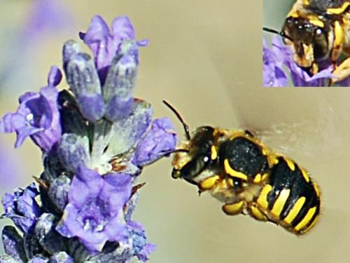 Anthidium sp.
