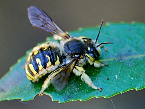 Anthidium manicatum