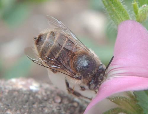 Anthophora quadrimaculata