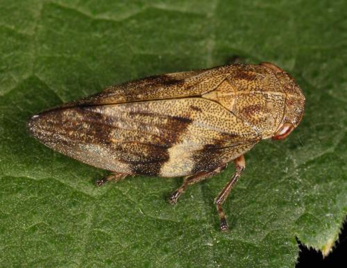 Aphrophora alni