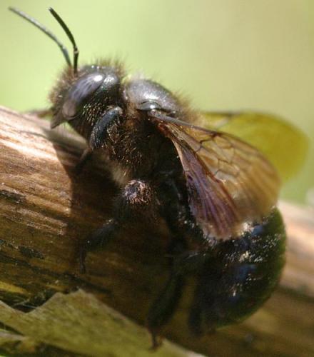 Réf. 87 026 : Xylocopa sp.