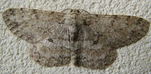 Réf. 87 399 : Hypomecis punctinalis
