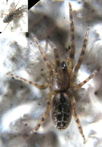 Segestria bavarica