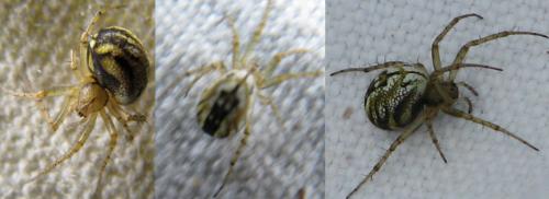 Mangora acalypha