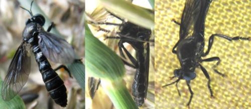 Dioctria atricapilla