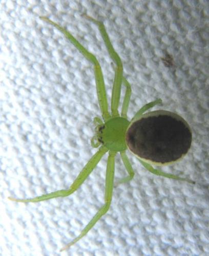 Réf. 87 089 : Diaea dorsata