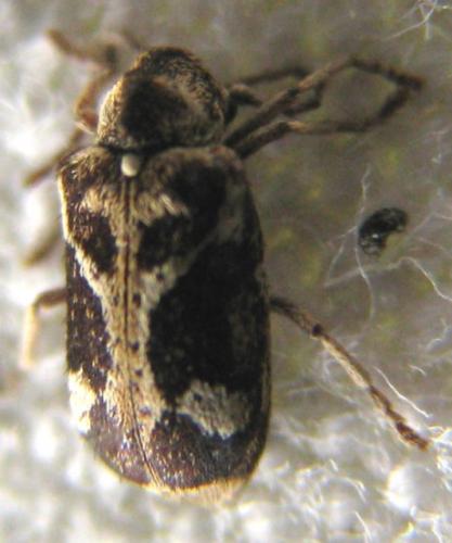 Ptinomorphus imperialis