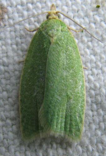 Réf. 87 402 : Tortrix viridana