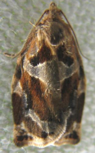 Réf. 87 403 : Archips xylosteana