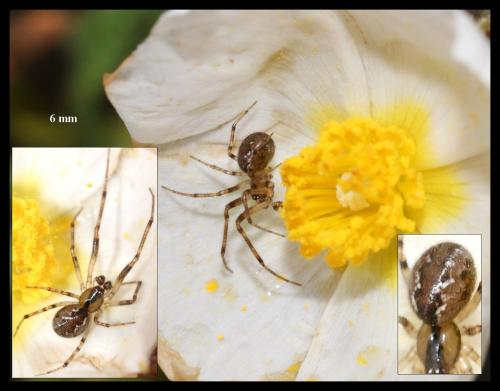 Anelosimus sp.