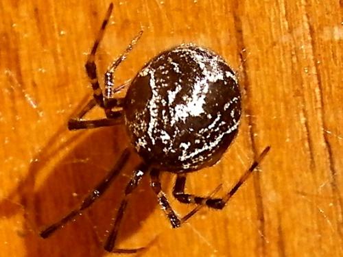 Parasteatoda tepidariorum