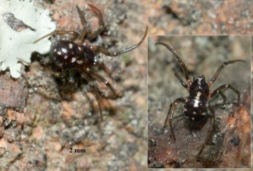 Réf. 87 023 : Crustulina guttata