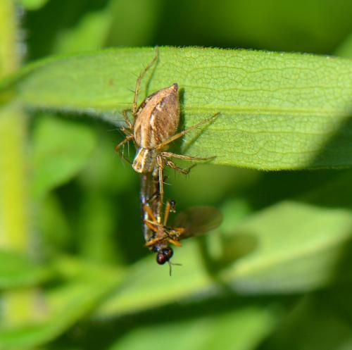 Réf. 87 922 : Oxyopes lineatus