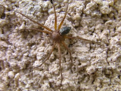 Philodromus sp.