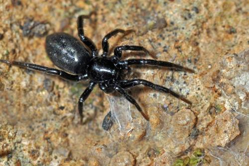Zelotes sp.
