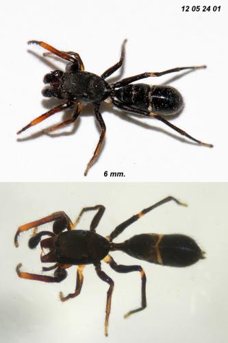 Leptorchestes peresi