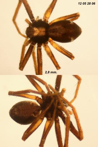 Philodromus pulchellodromus
