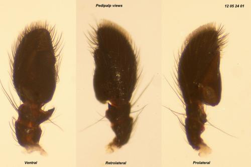 Leptorchestes peresi