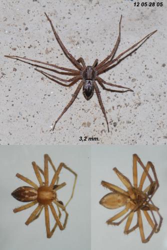 Réf. 87 507 : Philodromus fuscolimbatus