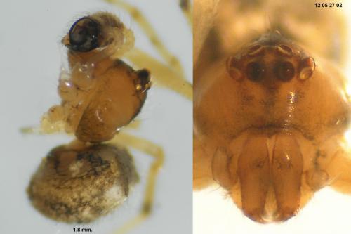 Paidiscura dromedaria