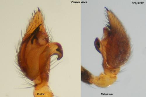 Zodarion elegans