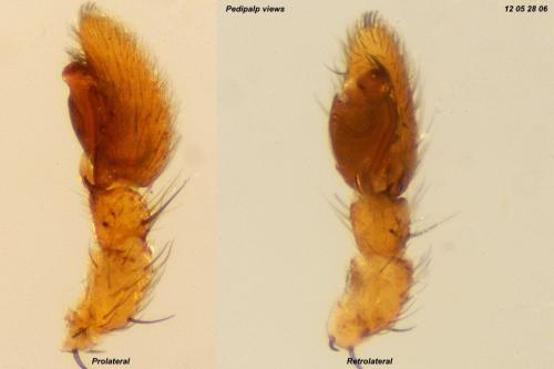 Philodromus pulchellodromus