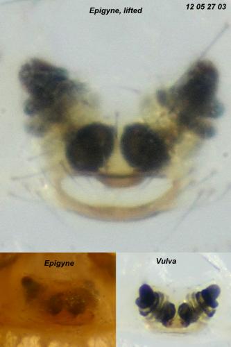 Paidiscura dromedaria