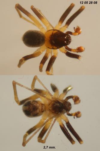 Réf. 87 855 : Zodarion elegans