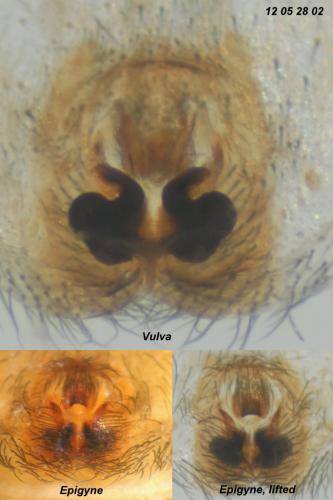 Gnaphosa dolosa