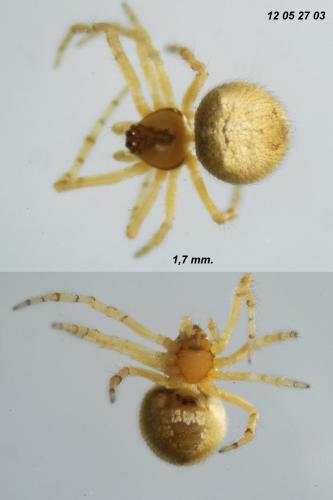 Paidiscura dromedaria