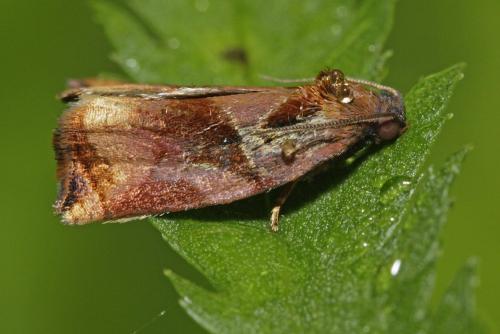 Réf. 87 838 : Archips podana