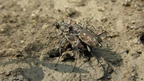 Réf. 87 642 : Cylindera arenaria