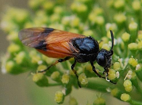 Arge cyanocrocea