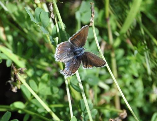 Polyommatus bellargus