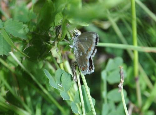 Réf. 87 182 : Polyommatus bellargus