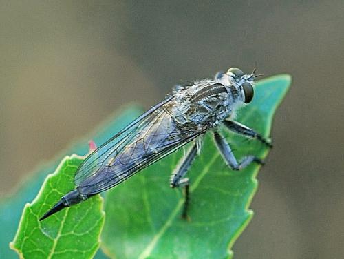 Réf. 87 453 : Machimus sp.