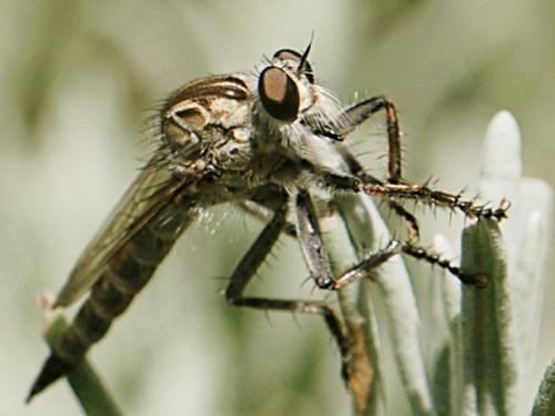 Réf. 87 454 : Machimus sp.