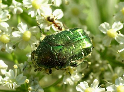 Réf. 87 611 : Cetonia aurata