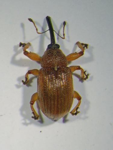 Anthonomus phyllocola