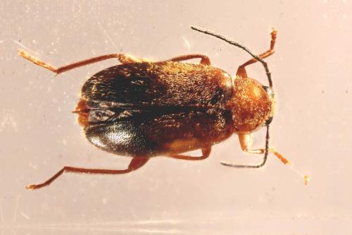 Elodes minuta