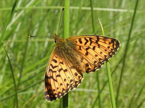 Boloria titania