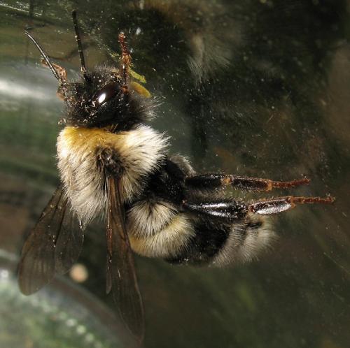 Réf. 87 054 : Bombus lucorum