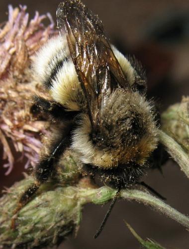 Réf. 87 055 : Bombus lucorum