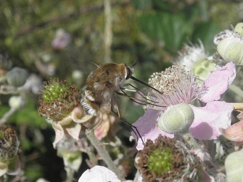 Bombylius cruciatus