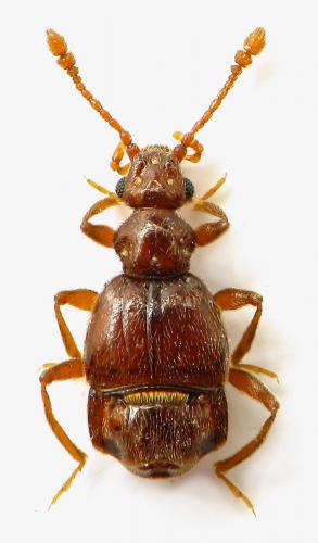Brachygluta alpina