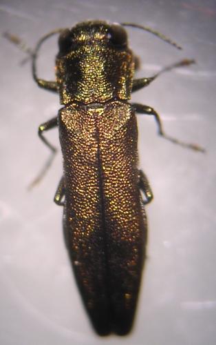 Réf. 87 457 : Agrilus sp.